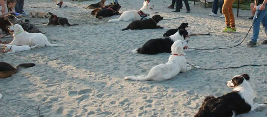 Psy rasy Border Collie podczas grupowego szkolenia psów.