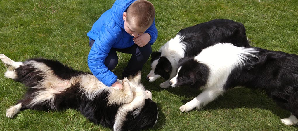 Zabawa trzech psów Border Collie z nastoletnim chłopcem.
