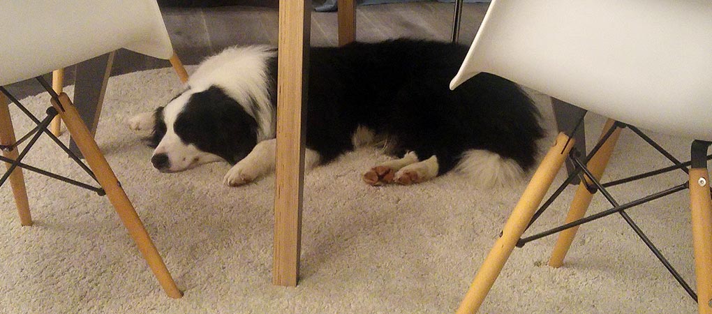 Pies Border Collie leżący pod stołem w salonie w domu.