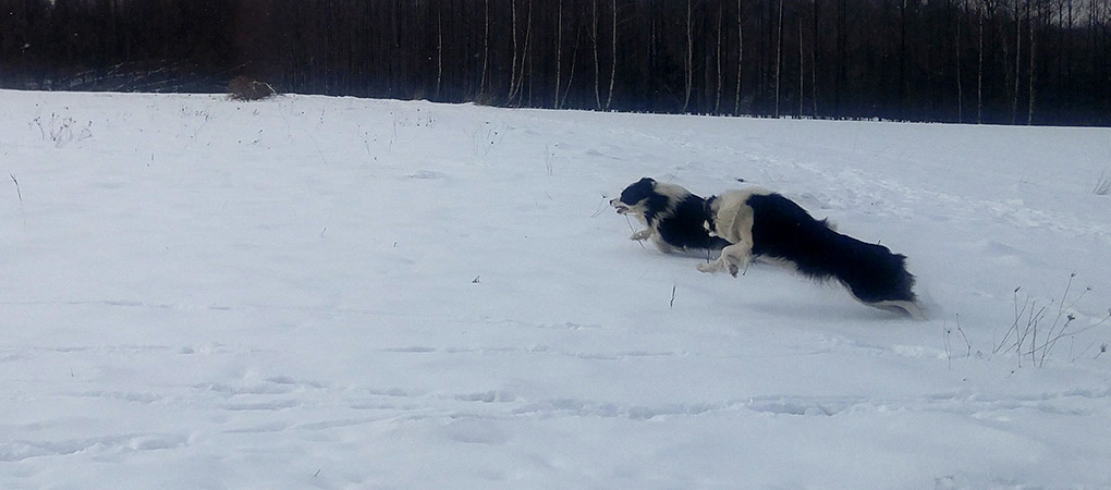 Psy rasy Border Collie biegające zimą po śniegu.