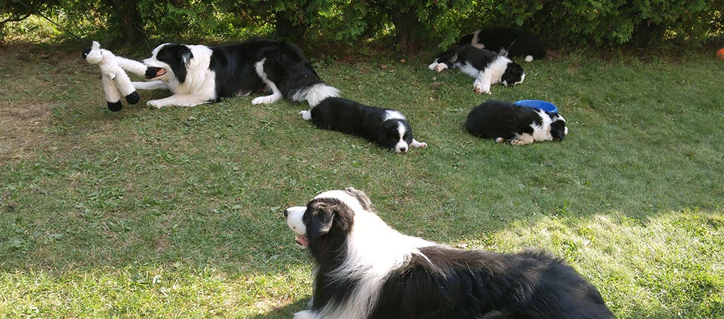 Hodowla Border Collie. Szczenięta i dorosłe psy razem na trawie.