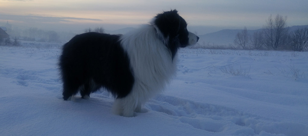 Pies rasy Border Collie zimą, spacer po śniegu.