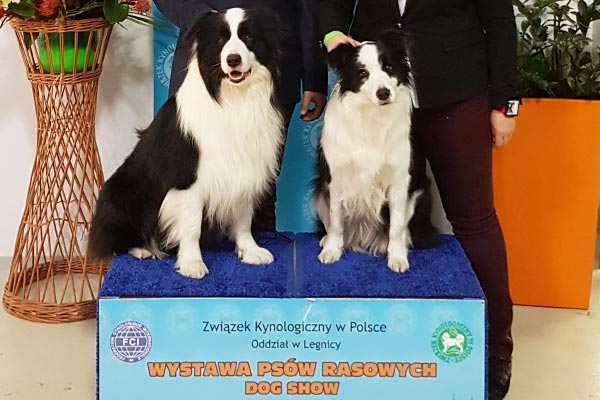 Psy na wystawie psów rasowych w Lubinie.