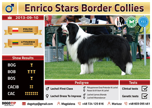 Enrico Stars Border Collies