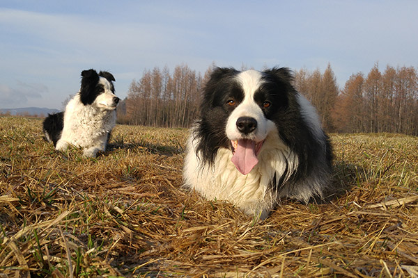 Dwa Border Collie leżące na trawie jesienią, na spacerze.