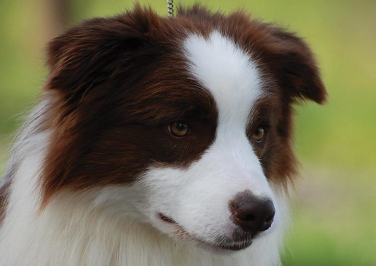 Głowa psa rasy Border Collie maści czerwono-białej.