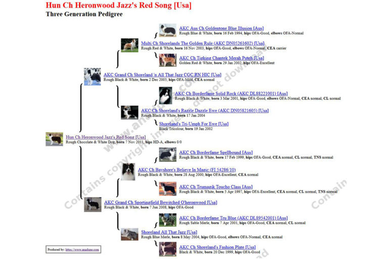 Pochodzenie psa Border Collie o nazwie Heronwood Jazz Red Song.