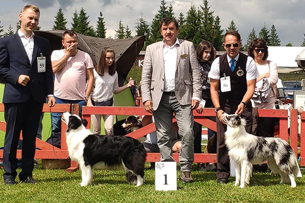 Zwycięzca rasy Border Collie na wystawie psów rasowych w Zakopanem.