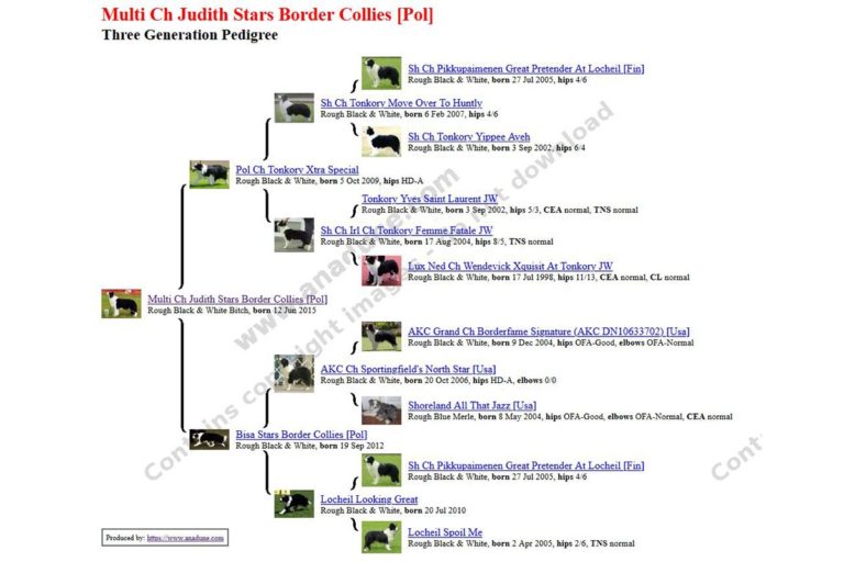 Rodowód psa Judith Stars Border Collies.
