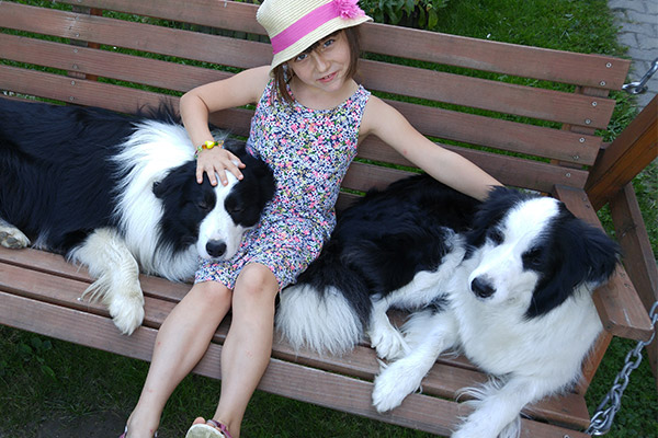 Dwa psy rasy Border Collie z dziewczynką na ławce.